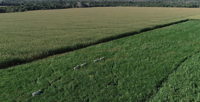 Mapa destaca avanços em produtividade sustentável e inovação na 39ª Conferência Regional da FAO para América Latina e Caribe